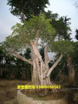 细叶榕